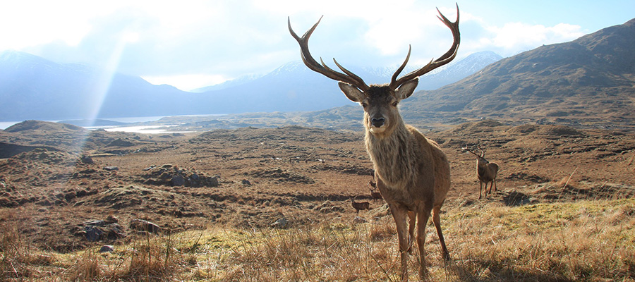The genetics of Scottish red deer immunology | The Roslin Institute ...