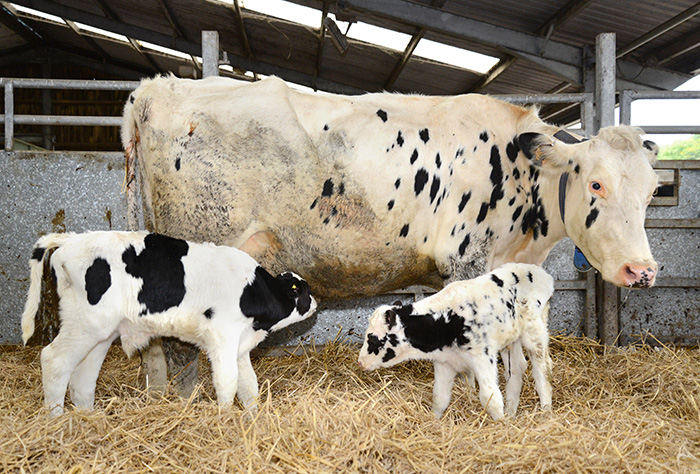 A cow and two calves.