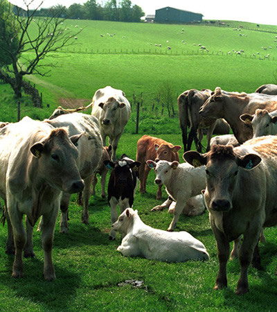 A herd of cows in a field.