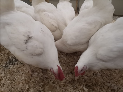 Roslin Broiler flock