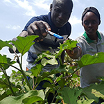 Two people inspecting a plant