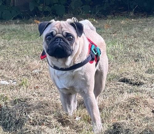 photo of a pug dog standing on grass