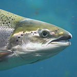 A closeup image of a salmon underwater