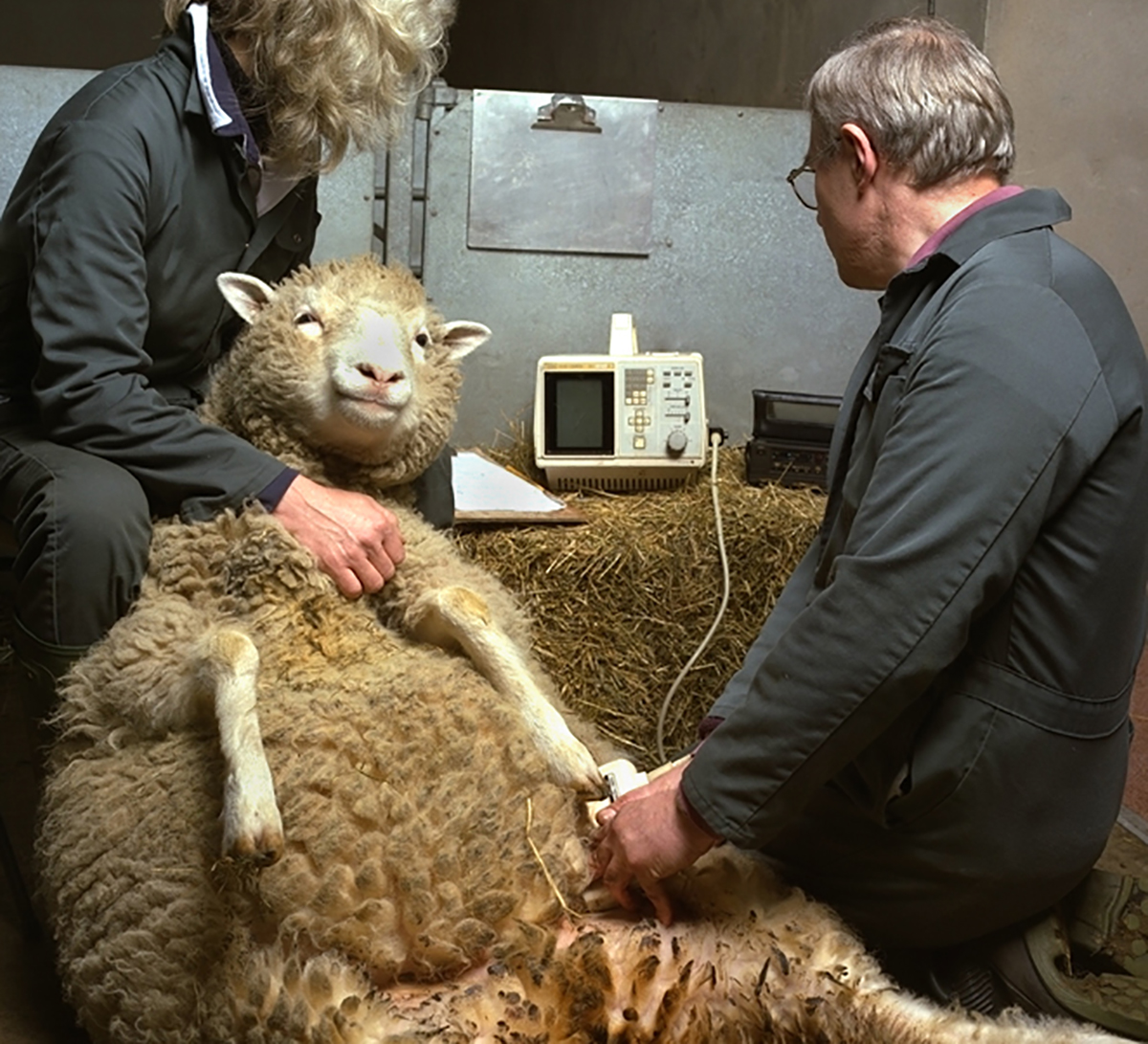 Dolly having an ultrasound scan during one of her pregnancies.