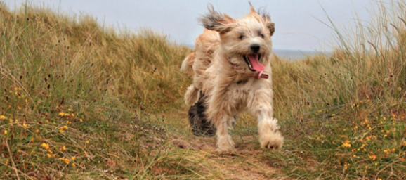 Dog running on beach