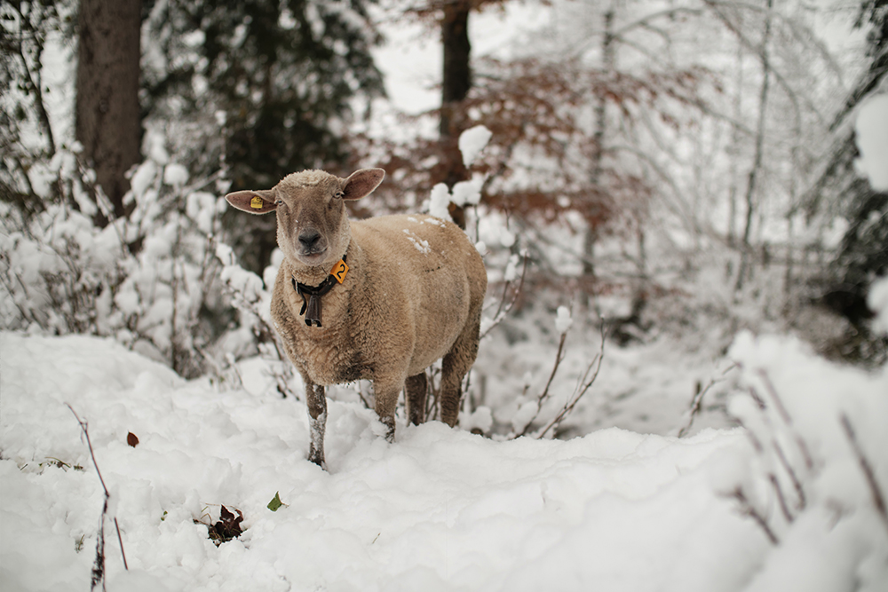 Sheep in winter