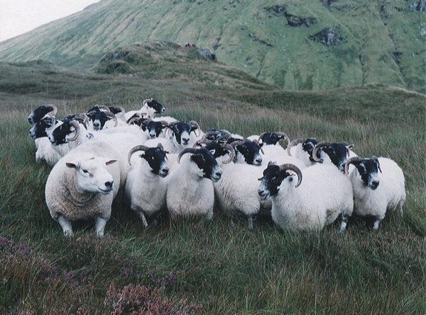 Sheep on hillside