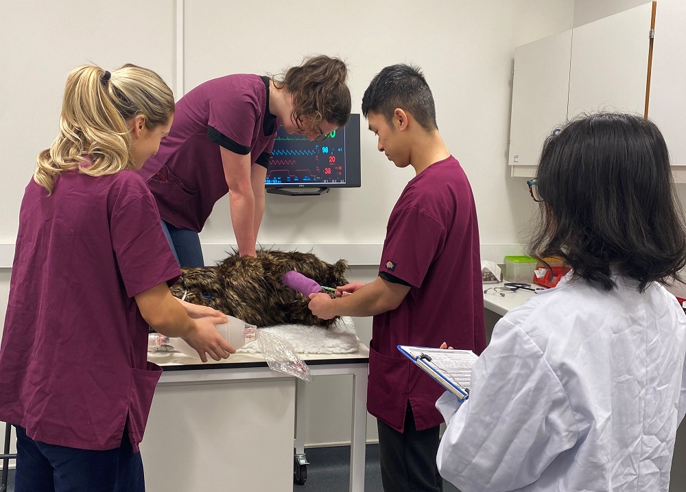 vet students performing CPR on a dog mannequin 