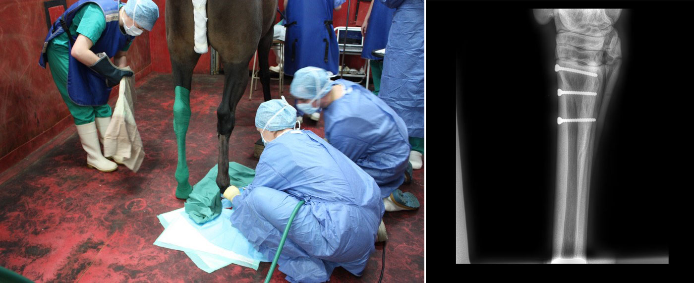 vets performing a Standing fracture repair