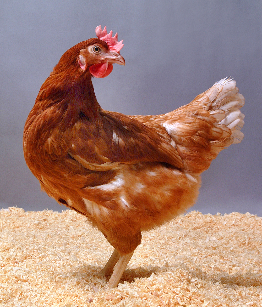 Hen