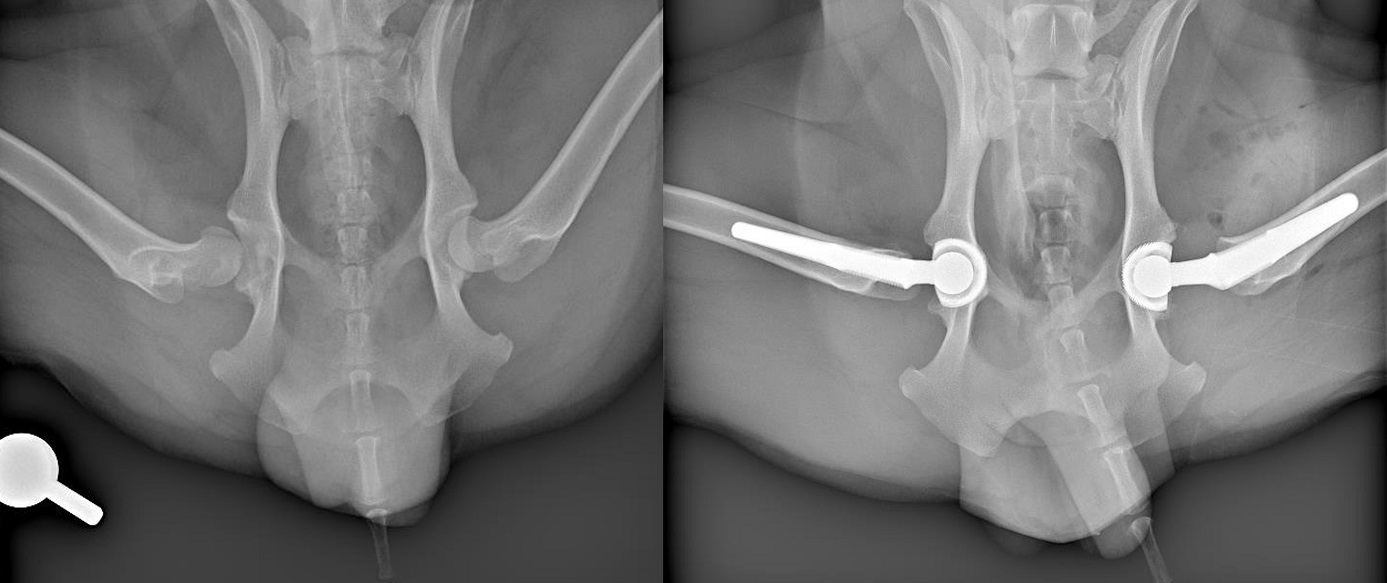 xrays of dogs hips before and after double hip replacement surgery