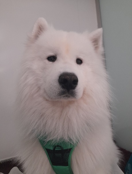 samoyed dog