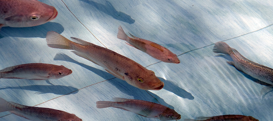 Several fish viewed from above