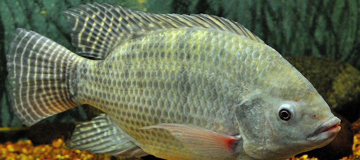 Genetic patterns linked to production traits in key fish species | The ...