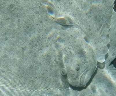 Turbot Fish