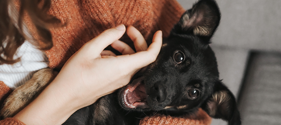 Close up of dog being stroked