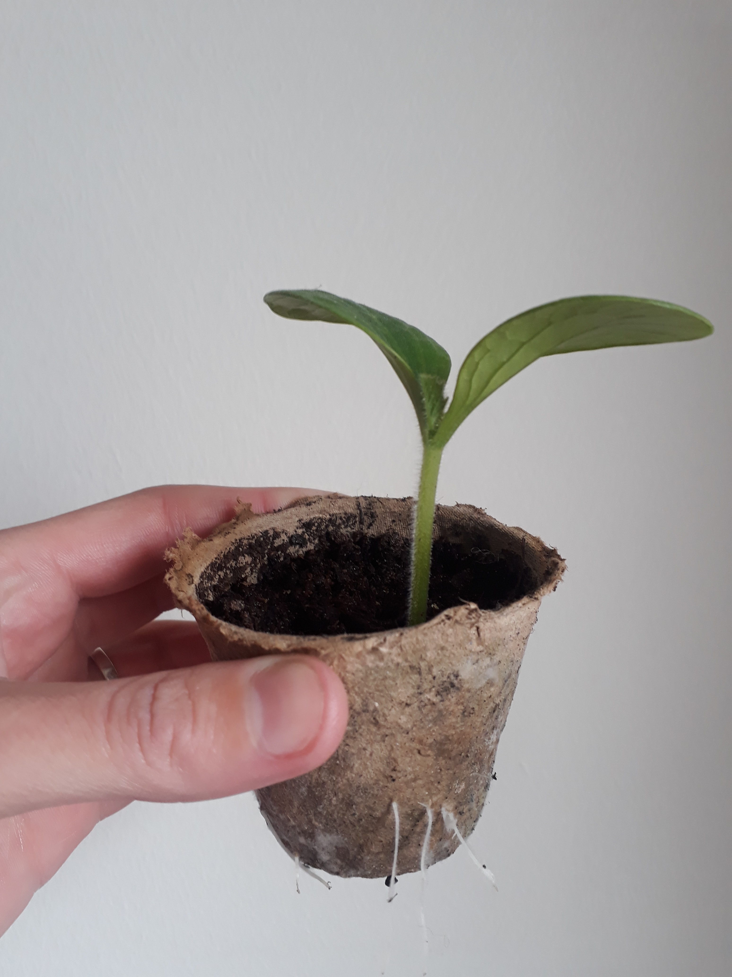 Single seedling