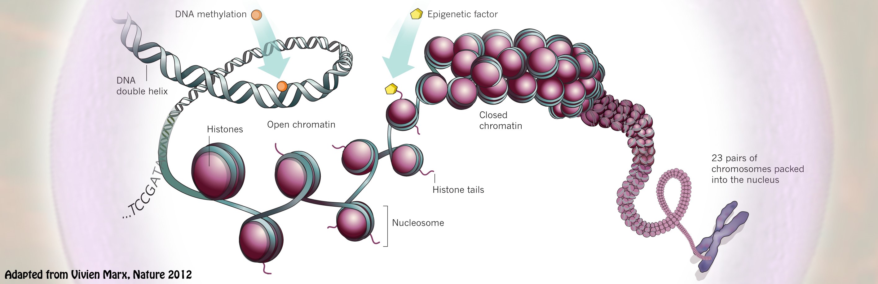 Scientific diagram