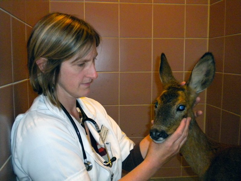 Vet examining a deer