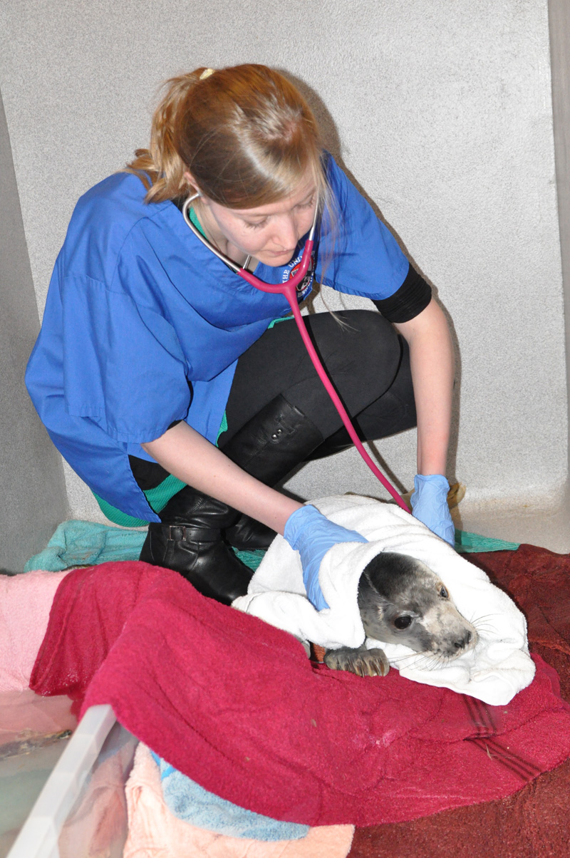 Vet examining a seal