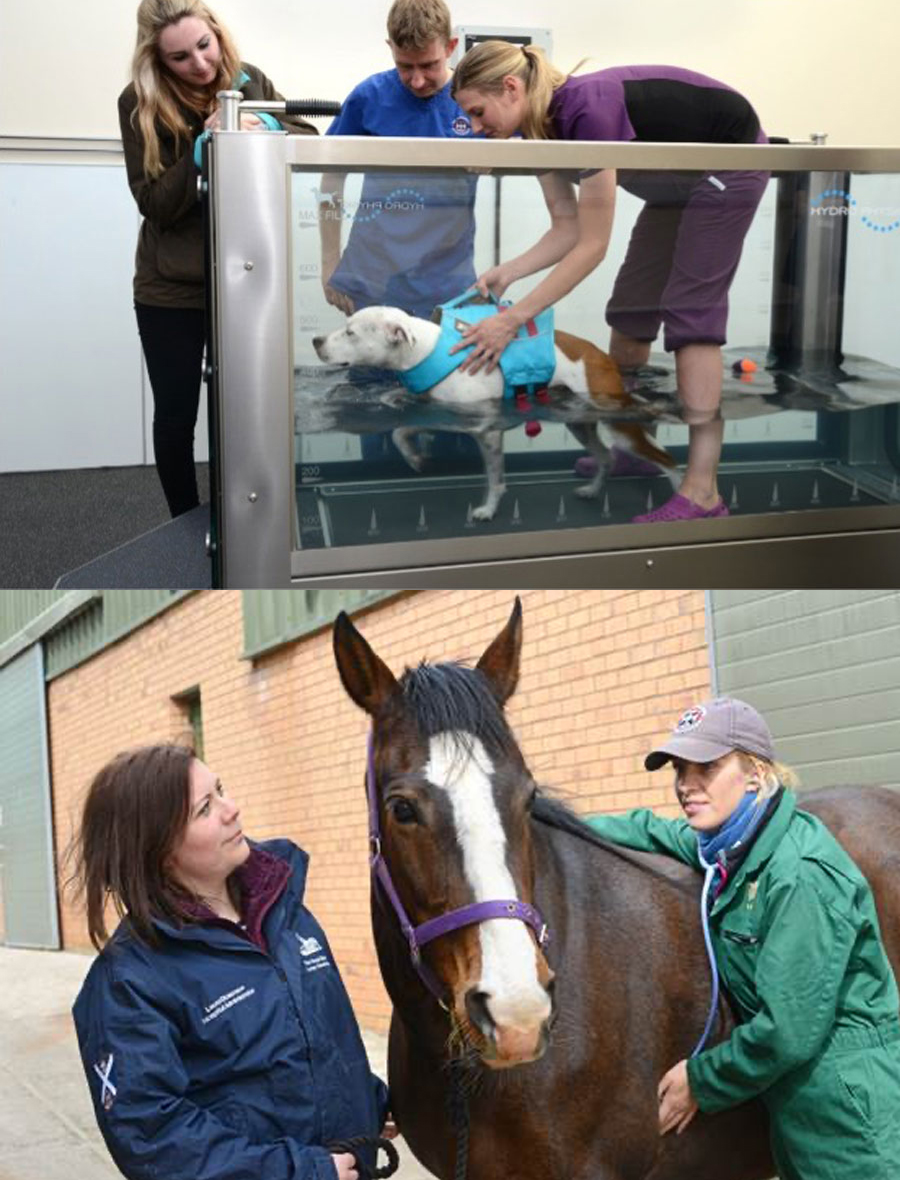 Vets treating a dog and a cat