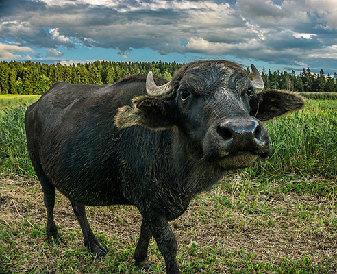 Water buffalo