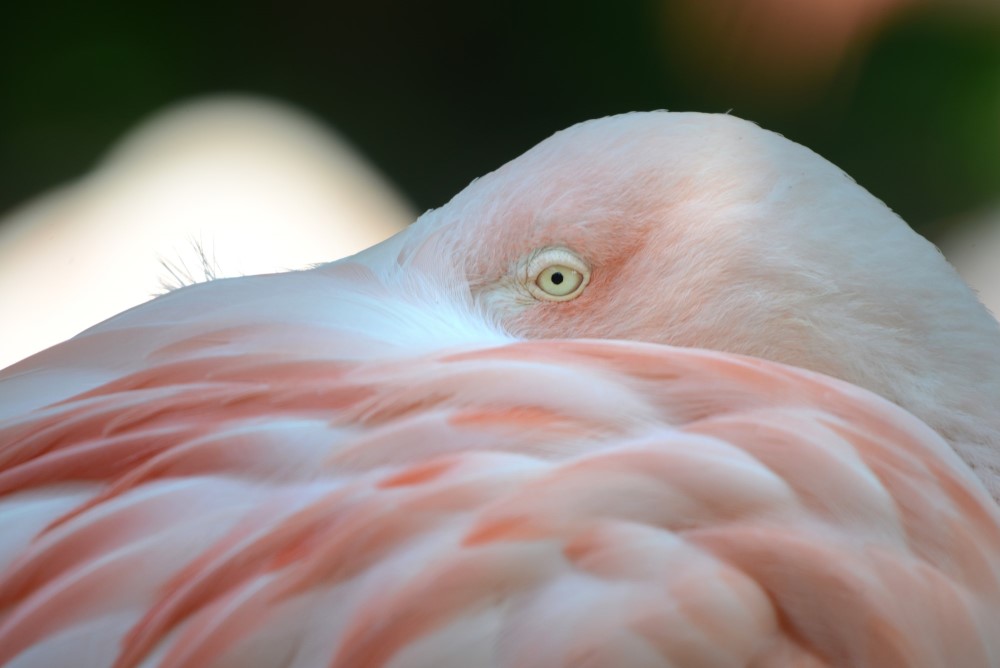 Orange and white bird hiding head in feathers