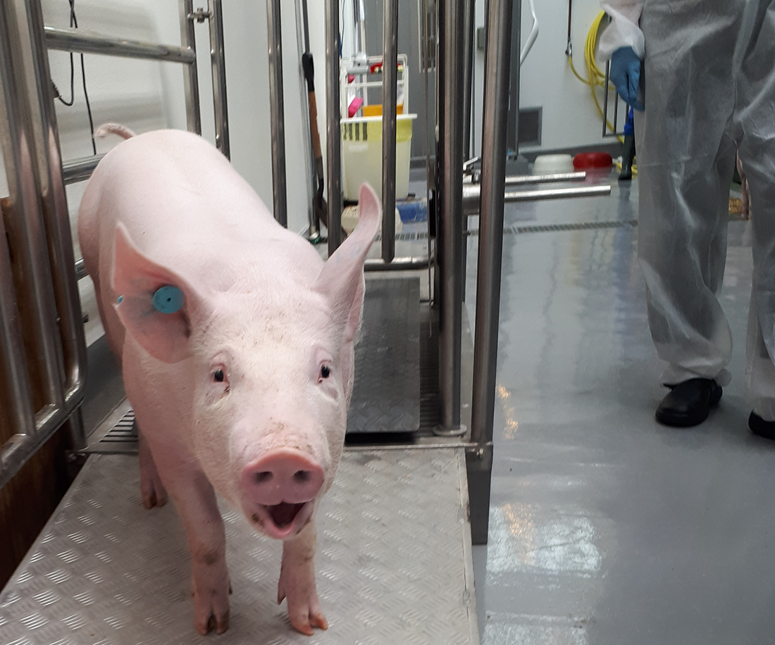 Young adult female pig being weighed